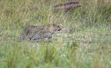 Leopard (Panthera pardus) sneaks up on a prey