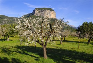 Almond blossom