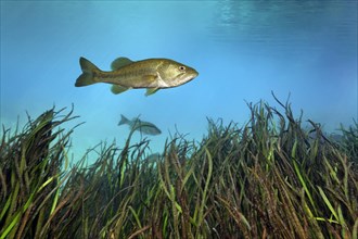 Largemouth Bass (Micropterus salmoides)