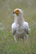 Egyptian Vulture (Neophron percnopterus) in a flower meadow