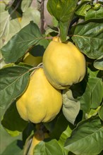 Pear Quinces (Cydonia oblonga)