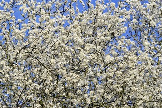 Blackthorn (Prunus spinosa)