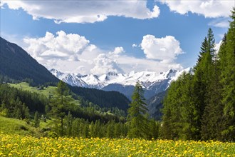 Yellow flowering meadow with snow-covered mountains in the background