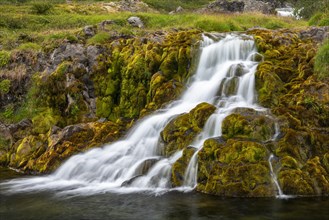 Waterfall overgrown with moss near Dynjandi