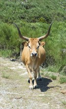 Cachena Cow