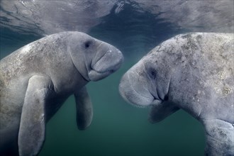 West Indian manatees (Trichechus manatus)