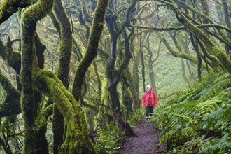 Woman hiking on forest path in cloud forest