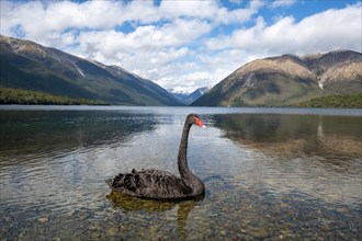 Black swan (Cygnus atratus) at Lake Rotoiti