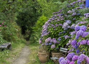 Path with hydrangeas and folding chair