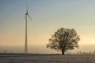 Large-leaved linden tree (Tilia platyphyllos) with wind turbine in dawn