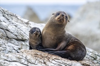 New Zealand fur seals (Arctocephalus forsteri)