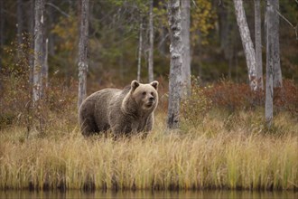 Brown bear (Ursus arctos) in the Finnish Taiga