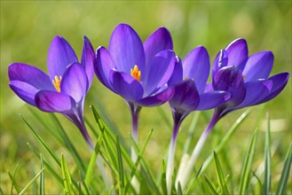 Crocuses (Crocus sp.)