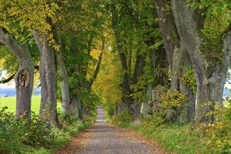 Kurfuerstenallee