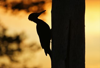 Black woodpecker (Dryocopus martius) on tree trunk