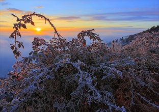 Thorn bush with hoarfrost at sunrise