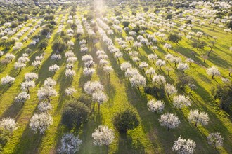 Almond blossom