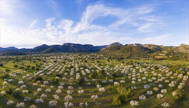 Almond blossom