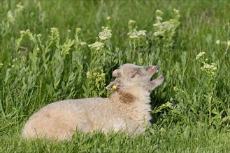 Heath sheep (Ovis ammon f.aries)