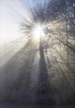 Forest with sunrays in the fog