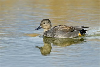 Gadwall (Mareca strepera)