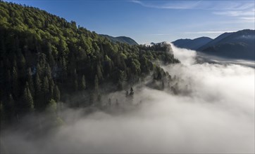 Mountain slope with forest and fog clouds