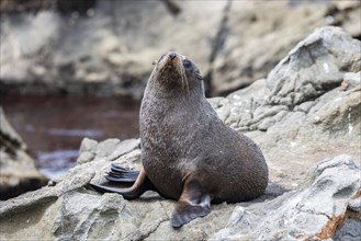 New Zealand fur seal (Arctocephalus forsteri) on rocks