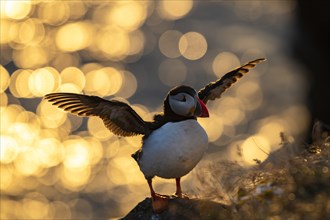 Puffin (Fratercula arctica) with outstretched wings in backlight
