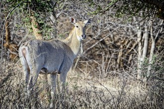 Nilgai or blue bull Antelope (Boselaphus tragocamelus)