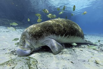 West Indian manatee (Trichechus manatus)
