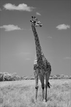 Plain giraffe (Giraffa) standing in grasslands