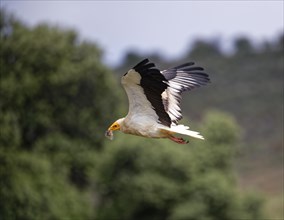 Egyptian Vulture (Neophron percnopterus) with hive residue in flight