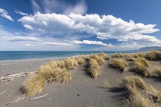 Sandy beach beach with grass near Kaikoura