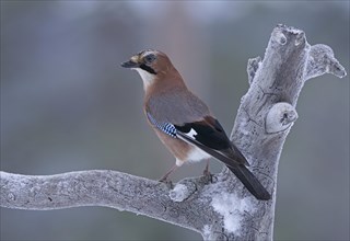 Eurasian jay (Garrulus glandarius)