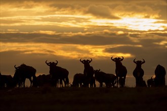 Herd of wildebeests (Connochaetes)