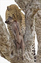 Leopard (Panthera pardus) with a killed young warthog on a tree
