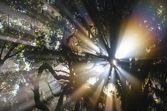 Sunrays in the cloud forest