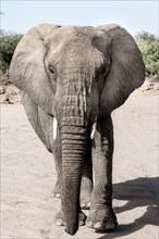 Namibian desert elephant (Loxodonta africana)