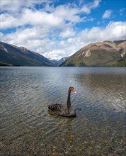 Black swan (Cygnus atratus) at Lake Rotoiti