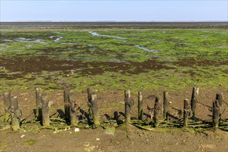 Wadden Sea at low tide on Amrum Island