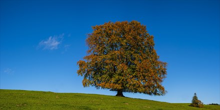 Common beech (Fagus sylvatica)