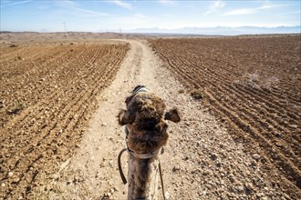 Riding a dromedary (Camelus dromedarius) on Agafay desert