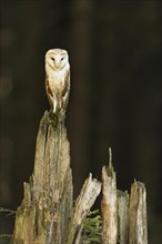 Common barn owl (Tyto alba)