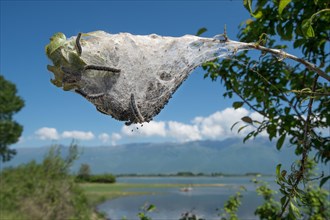 Nest with Wollafter caterpillars (Eriogaster)