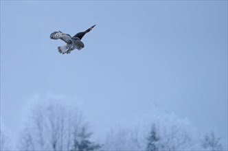 Great grey owl (Strix nebulosa)