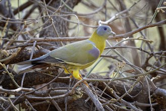 Yellow-footed Green-Pigeon (Treron phoenicopterus)