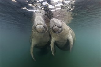 Pair of West Indian manatees (Trichechus manatus) on the water surface