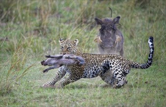 Leopard (Panthera pardus) kills a young warthog