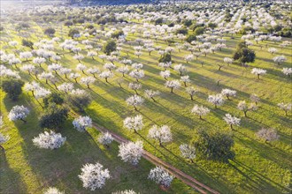 Almond blossom