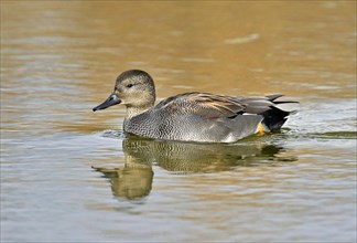 Gadwall (Mareca strepera)